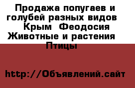 Продажа попугаев и голубей разных видов. - Крым, Феодосия Животные и растения » Птицы   